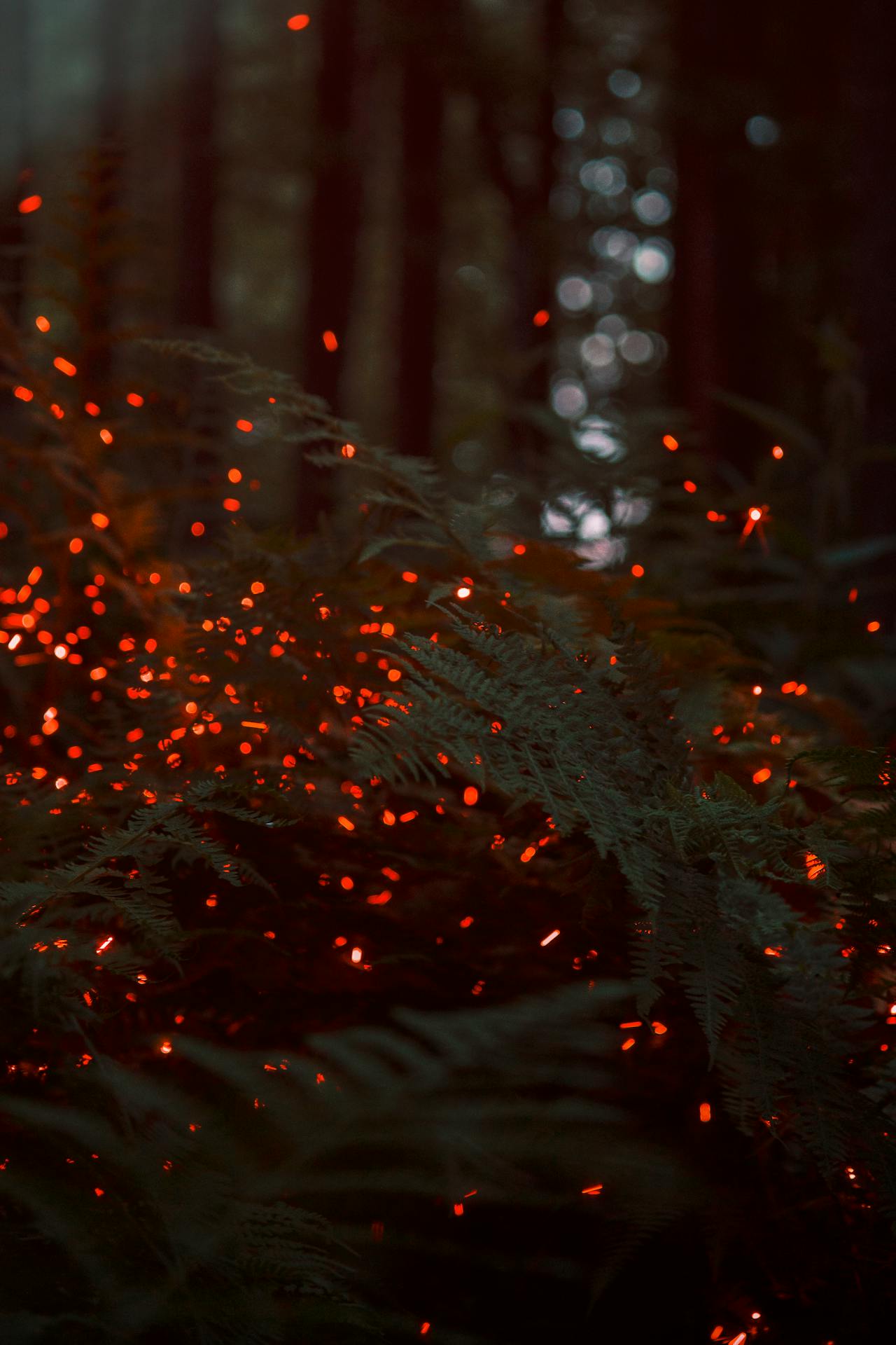 A mystical forest path